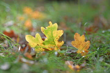 Fall of the first autumn leaves