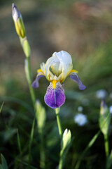 Schwertlilie © waechter-media.de