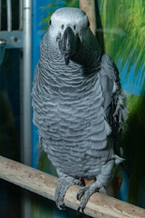 Parrot Jacko. Grey parrot. Psittacus erithacus.