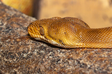 Garden boa constrictor. Narrow-bellied boa constrictor. Corallus hortulanus.