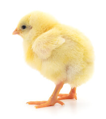 Small yellow chicken