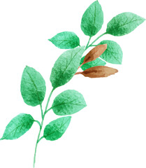 green leaves isolated on white background