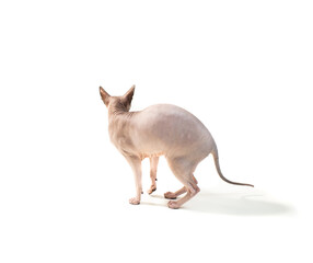 sphinx cat looking forward on a white background