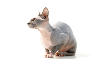 little cute sphinx cat portrait on white background