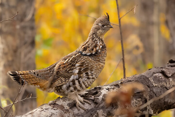 Female Ruffed grouse is on a log in the yellow autumn forest.
