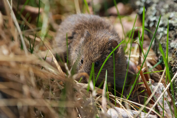 Cute gray vole is hiding in the grass near logs.