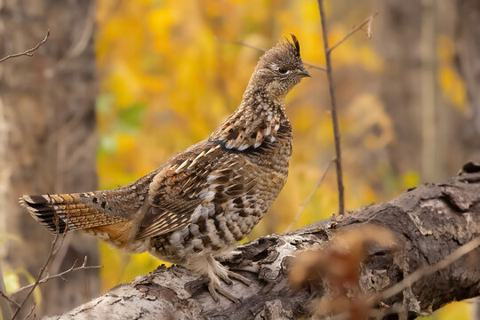 Female Ruffed grouse is on a log in the yellow autumn forest.