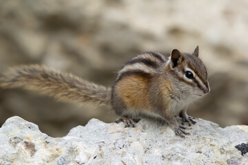 Naklejka na ściany i meble Cute fluffy chipmunk is sitting on the gray rock in mountains.