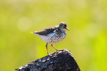 Littele Spotted sandpiper is standing on the log on the green background.