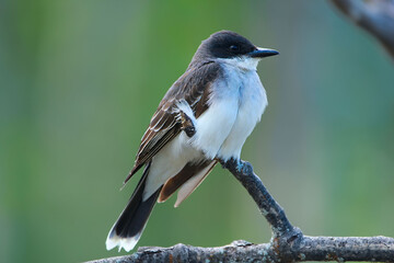 Eastern kingbird is sitting on the dry branch in the summer forest.