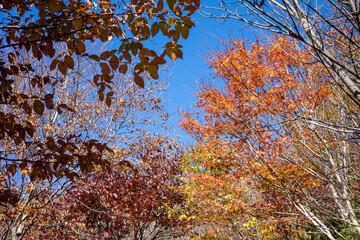 日本の鳥取県大山のとても美しい秋の風景