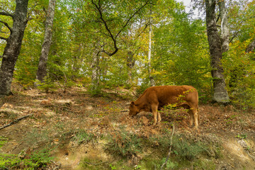 A cow of the Asturian mountain breed searches for acorns in the forests of Soto de Sajambre in the Picos de Europa National Park