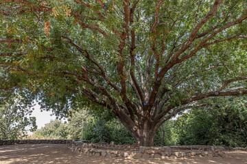 Old Pistacia Atlantica tree in Tel Dan Nature Reserve, kibbutz Dan, Upper Galilee, Israel