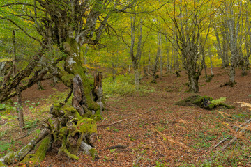Beech forest in autumn in Soto de Sajambre within the Picos de Europa National Park in Spain