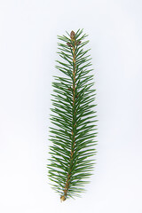 a branch of a Christmas tree on a white background