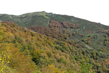 Beech forest in autumn in Soto de Sajambre within the Picos de Europa National Park in Spain with the isolated sky