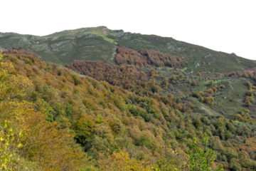 Beech forest in autumn in Soto de Sajambre within the Picos de Europa National Park in Spain with the isolated sky