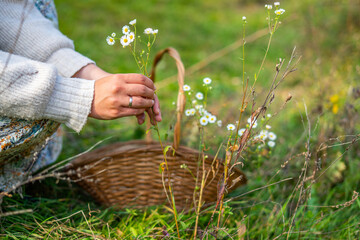 A woman picks chamomile and puts it in a wicker basket with handle on the field