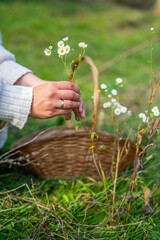 A woman picks chamomile and puts it in a wicker basket with handle on the field