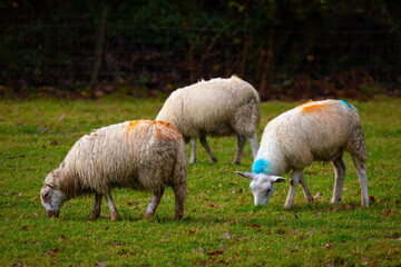 Welsh sheep grazing in a meadow