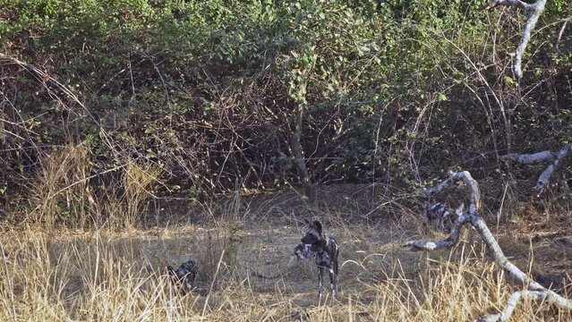 Amazing close-up of a herd of wild dogs with cubs in the african savannah