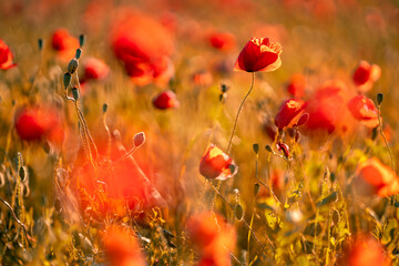 Fototapeta premium Mohnblumen