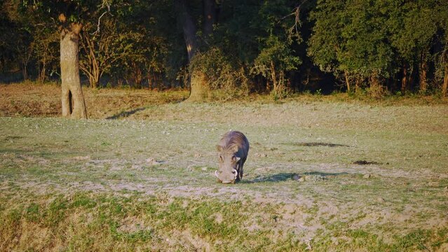 Amazing close-up of a warthog eating in the african savannah