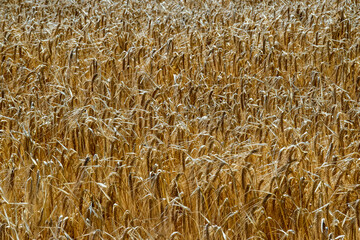 wheat field background