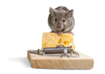 Mouse Eating cheese on the Trap