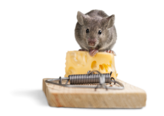 Mouse Eating cheese on the Trap