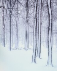 Vertical shot of snowy trees in a forest on a foggy day