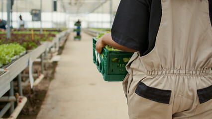 Closeup of african american woman hands holding crate with fresh lettuce while walking in hydroponic enviroment growing vegetables. Selective focus on freshly harvested salad grown in modern