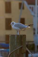 seagull on the pier