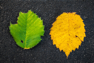 Dwa liście żółty i zielony na ciemnym tle.