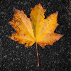Jesienny liść klonu na ciemnym tle.