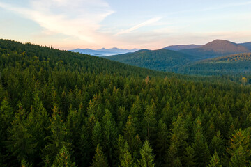 Aerial view of bright foggy morning over dark hills with mountain forest trees at autumn sunrise. Beautiful scenery of wild woodland at dawn