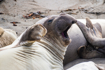 Yawning Elephant Seal
