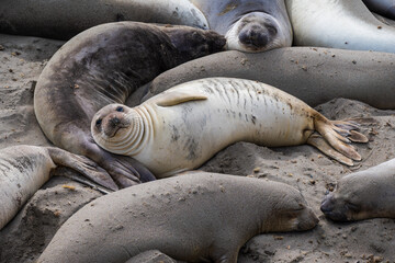 Adorable Elephant Seal Pup © Randy Runtsch