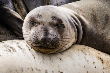 Happy Elephant Seal Pup - obrazy, fototapety, plakaty