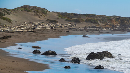 Elephant Seals Laying on the Beach © Randy Runtsch