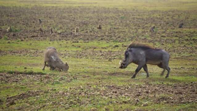 Amazing close-up of two of warthogs fighting in the african savannah