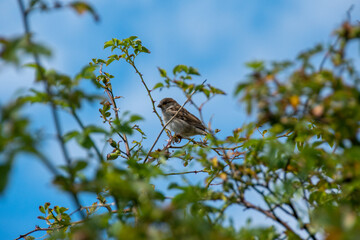 Birds in a tree