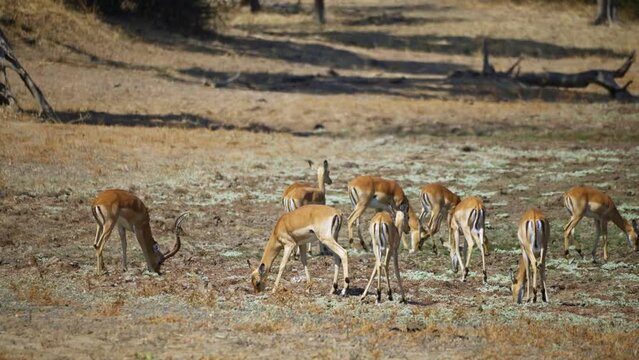 Amazing close-up of a herd of impala in the real african savannah