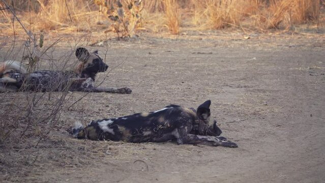 Amazing close-up of a herd of wild dogs in the african savannah