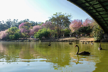 Naklejka na ściany i meble Beautiful nature scene during the morning in Ibirapuera Park. Showing a green environment, a freshwater lake and black swans and skyline of downtown Sao Paulo, Brazil