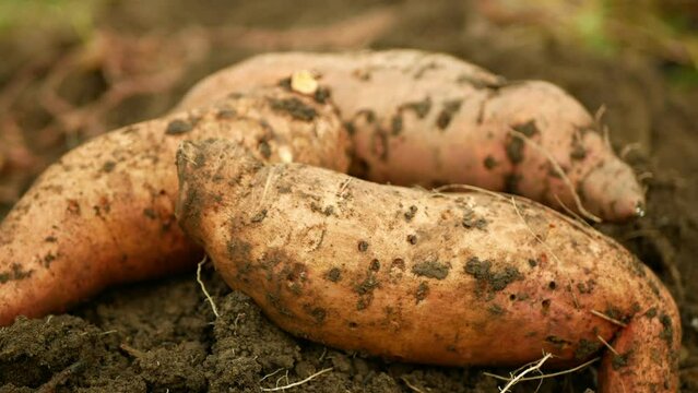 Sweet potato harvest Ipomoea batatas close-up tuberous tubers roots field soil spade bio farm harvesting plant plantation sweetpotato detail vegetable cultivars, farming organic root ripe fresh Europe
