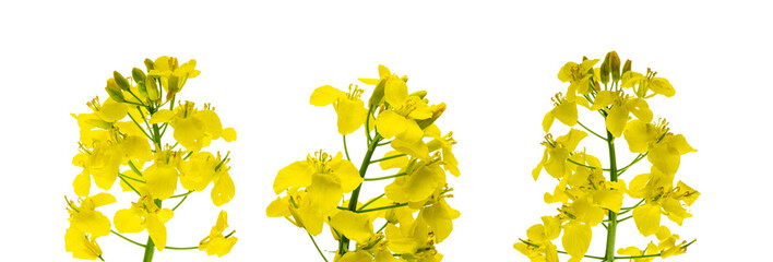 Canola isolated. Rapeseed plant, colza rapeseed for green energy