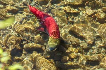 Sockeye Salmon Spawning in the Adams River
