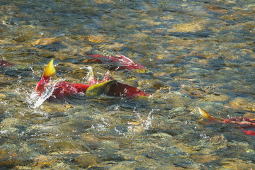 Adams River Sockeye Salmon Spawning 