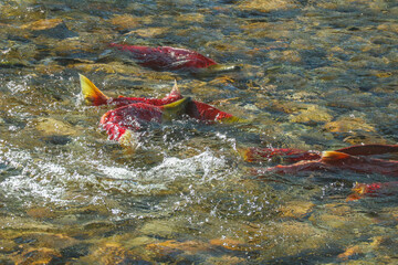 Adams River Sockeye Salmon Spawning 